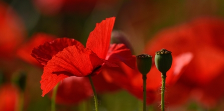 Radiant red poppy isolated of vivid colorの写真素材