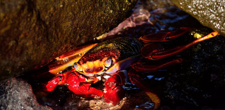 Large red crabの写真素材