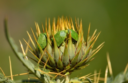 Couple of small green bugs in mating ritual on flower head of wild artichoke before flowering, Nezara viridulaの写真素材