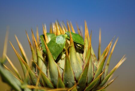 Couple of small green bugs in mating ritual on flower head of wild artichoke before flowering, Nezara viridulaの写真素材