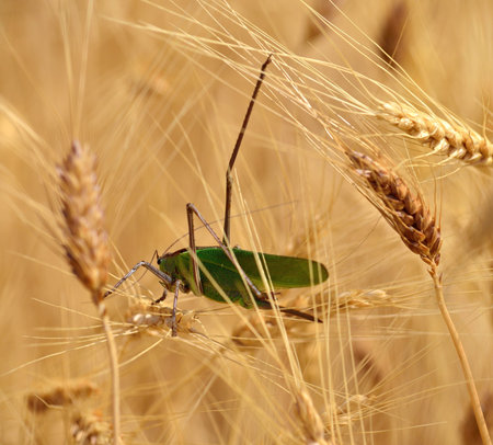 Large green grasshopper among the wheat spikes