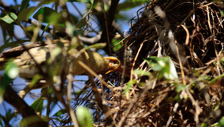 Common chiffchaff bird feeding its chicks in the nest