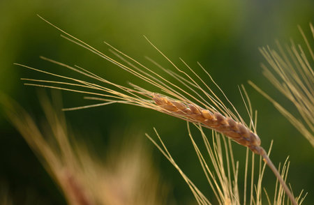 Wheat spike isolated with the green background