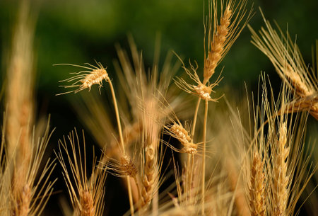 Wheat field
