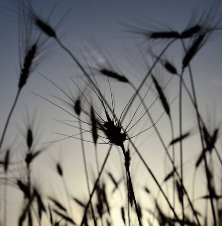 Isolated spike in wheat field at sunriseの写真素材