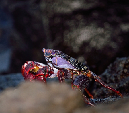 Red crab of Canary islands, Grapsus grapsus adscensionisの写真素材