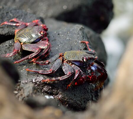 Red crab of Canary islands, Grapsus grapsus adscensionisの写真素材