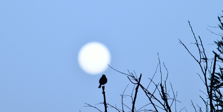 Sun of dawn and small bird on treeの写真素材