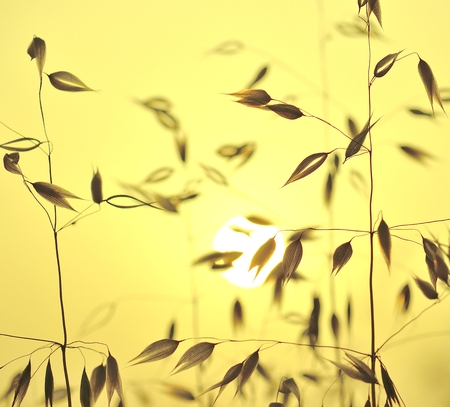Oat plants with color effects  at sunriseの写真素材