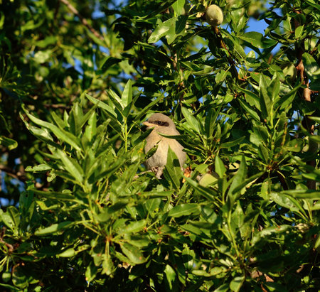 Young gray shrike on almond treeの写真素材