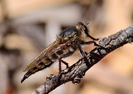 Great Robber fly in foreground watching intently