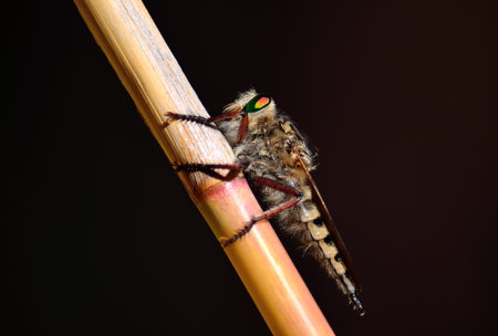Great Robber fly perched on cane stalk