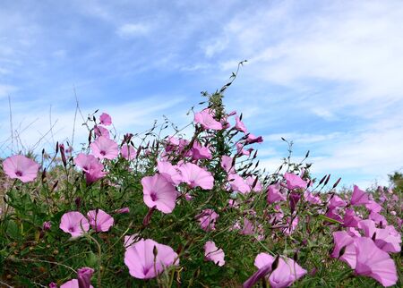Meadow of beautiful wildflowers in full splendor, morning gloryの写真素材
