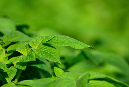 Green leaves in agricultural plantation of potatoesの写真素材