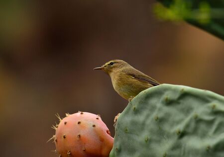 Small phylloscopus bird on cactus and ready to eat fresh prickly pearの写真素材