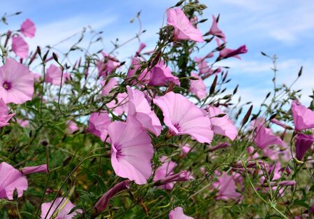 Meadow of beautiful wildflowers in full splendor, morning gloryの写真素材
