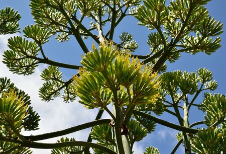 Large stem of agave in bloom, view from belowの写真素材