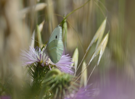 White butterfly on thistle flower among oatsの写真素材