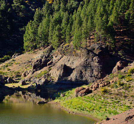 Mountain landscape, water dam and pine trees, Gran canaria, Canary islandsの写真素材