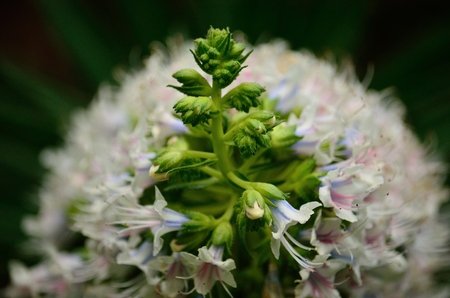 Flowers and floral buds of echium in foreground, wild plant of Canary islandsの写真素材