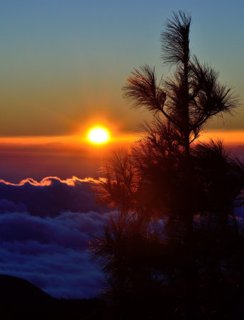 Pine tree top in foreground with the sunrise and sea of cloudsの写真素材