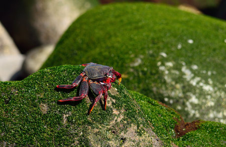 Red crab on a rock with green algaeの写真素材