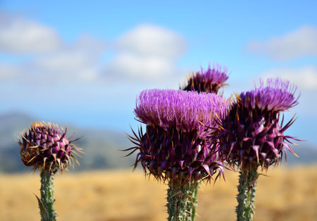 Thistle flowers in foreground, Onopordum carduelium, Canary islandsの写真素材