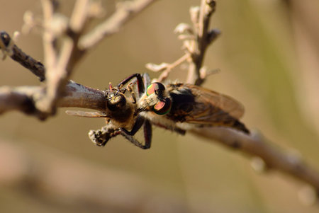 Bee trapped under the stinger of the large robber flyの写真素材