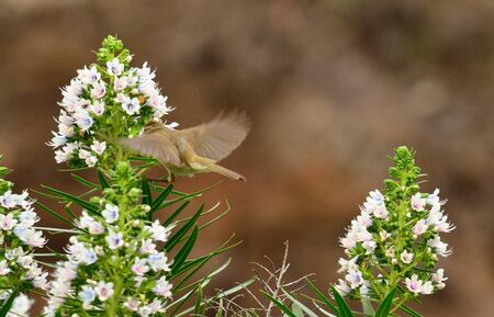 Flying bird next to the clusters of echium flowers, phylloscopus canariensis, Canary islandsの写真素材