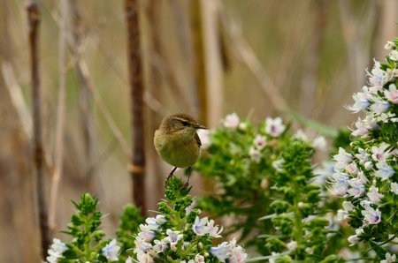 Bird on echium flowers, phylloscopus canariensis, Canary islands