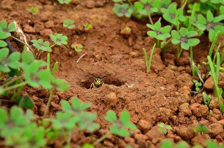 Wasp emerging from the subterranean nest between grasses, vespula germanicaの写真素材