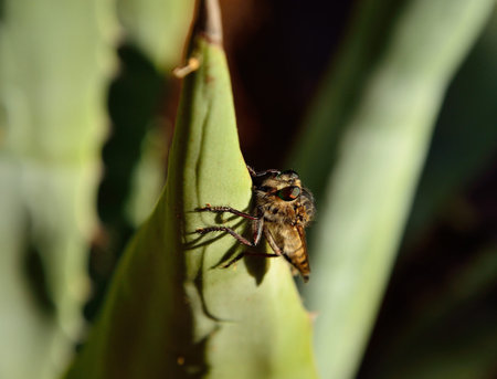 Large robber fly perched on agave plantの写真素材
