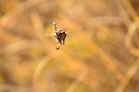 Great robber fly in static flight in the courtship seasonの写真素材