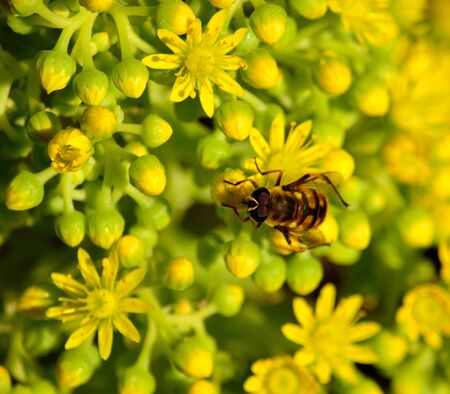 Bee amidst the small flowers of aeoniumの写真素材