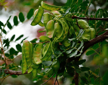 Green fruits of carob tree on the branchの写真素材