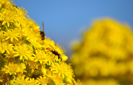 Wasps between aeonium flowers of intense yellow color