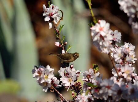Small bird on branch of almond tree in bloom, Phylloscopus canariensisの写真素材