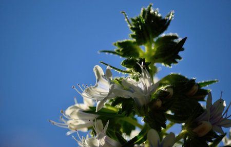 Echium flowers in foreground with vivid blue sky, Canary islands