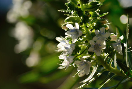 Echium wildflowers, endemic plant of Canary islands