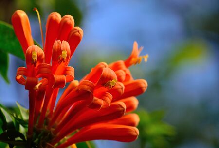 Beautiful orange flowers in full splendor, Tecoma capensisの写真素材
