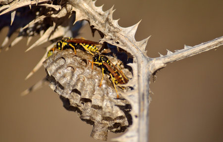 Nest of wasps hanging from the branch of dry wild thistleの写真素材