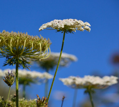 Flower of wild carrot with splendid blue sky