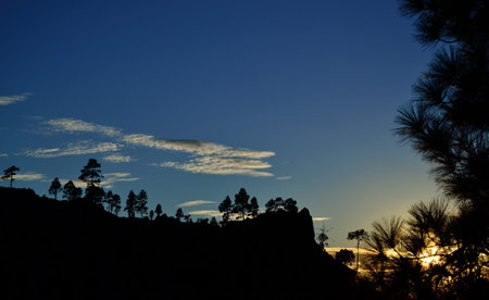 Silhouettes of pines at sunset, vivid blue sky and clouds, Pilancones, summit of Gran canaria, Canary islandsの写真素材