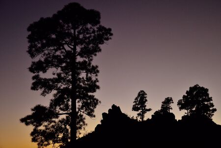 Silhouettes of pines at nightfall, Natural park of Pilancones, Gran canaria, Canary islands, Spainの写真素材