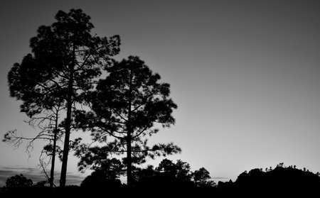 Pines backlit, black and white, nightfall from the natural park of Pilancones, Canary islandsの写真素材
