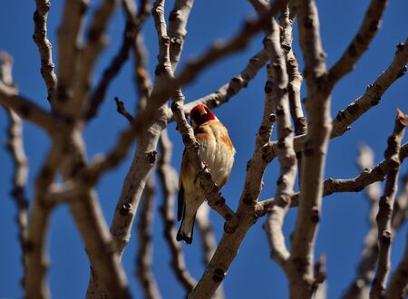 Beautiful european goldfinch amidst fig tree branches and blue sky backgroundの写真素材