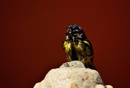 Blue tit completely wet after taking a dip on a water fountain