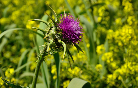 Flower of milk thistle and blurred background of wild plantsの写真素材