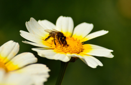 Bee collecting pollen inside wild daisy in full splendorの写真素材
