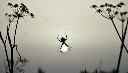 Spider hanging from the cobweb amidst the plants at sunriseの写真素材
